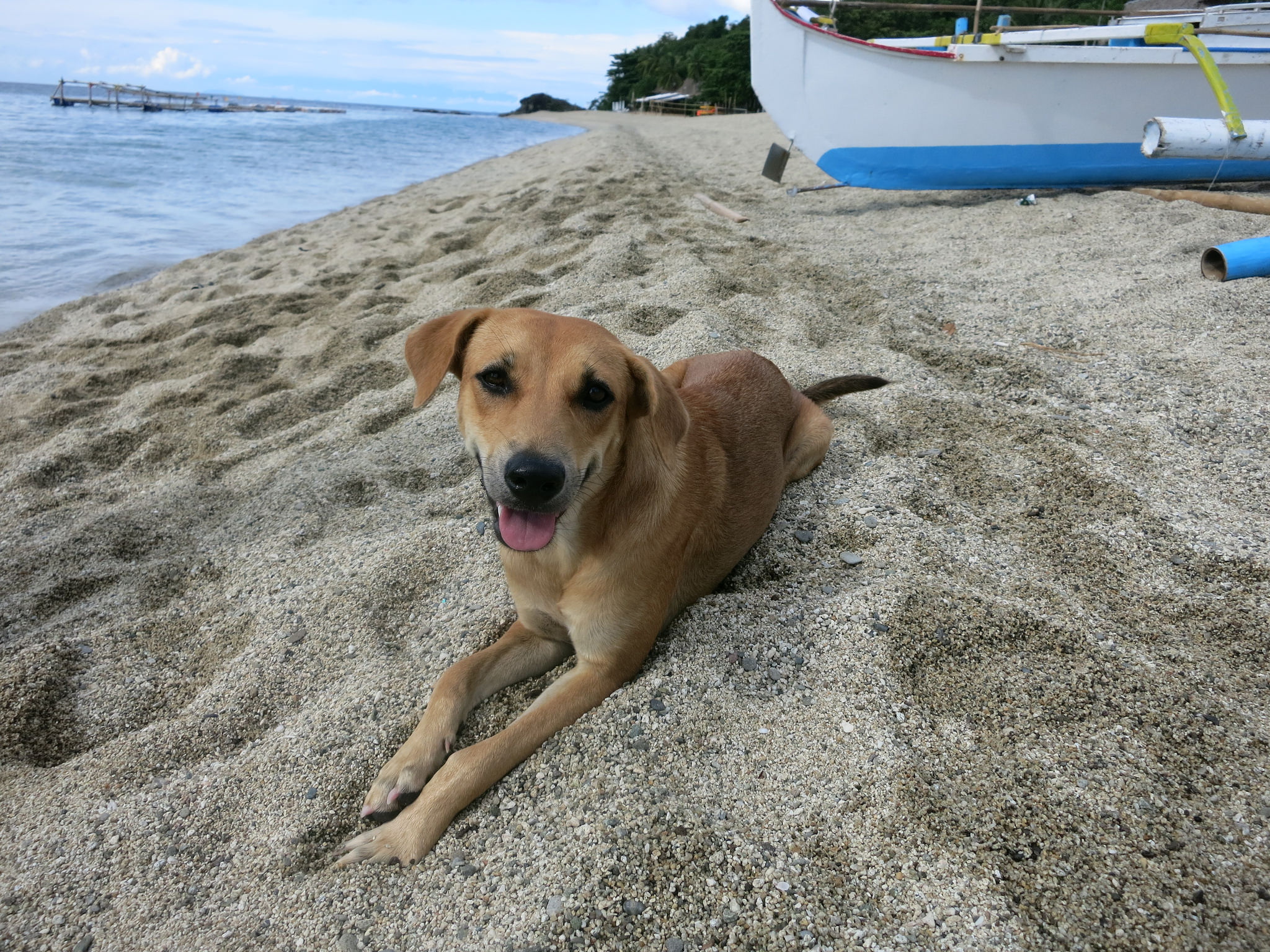 kung bakit napilay yung aso