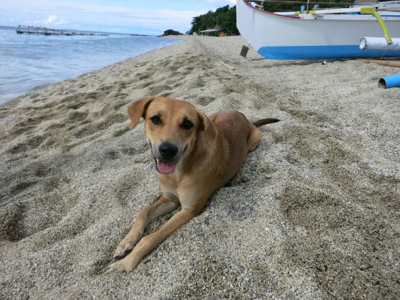 kung bakit napilay yung aso